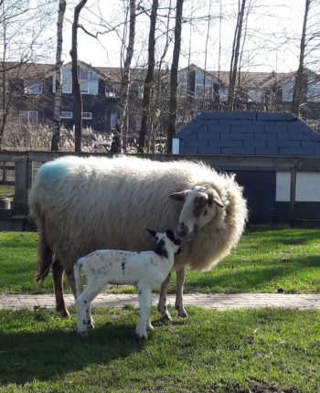 Schaap