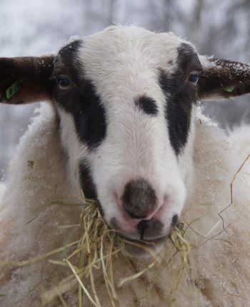 Schaap