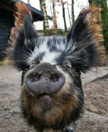 Varkens