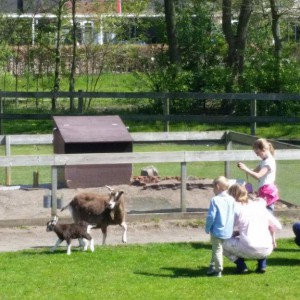 Weilanden waar dieren en bezoekers elkaar ontmoeten Boerderij