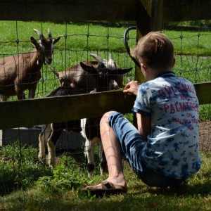 Geiten bestuderen Educatie