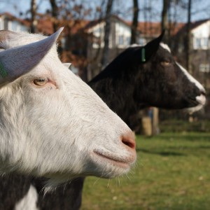 Een nobele blik Geit