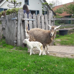Moeder en kind blijven dicht bij huis Geit
