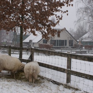 In de winter gaat het boerenleven gewoon door Boerderij