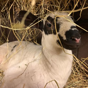 Ook een schaap kan meerdere kleuren hebben Schaap