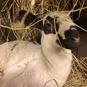 Schaap