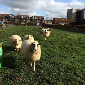 Lopen graag buiten in de weide Schapen