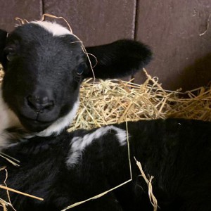 Lekker bontje kleurtjes Schaap