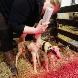 Kleine beestjes worden groot Kennismaken met dieren