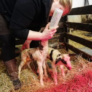 Kennismaken met dieren