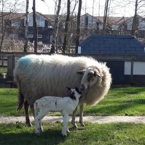 Ook lammetjes staan al snel op eigen benen Schaap
