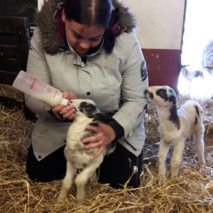 Kleine beestjes worden groot Kennismaken met dieren
