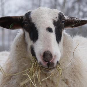 Schoonebeeker heideschaap is lekker hooi aan het eten Schaap