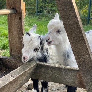 Samen durven ze het wel Geiten