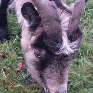 Met mooie grote hoorns Geit