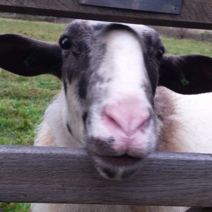 Een echte Schoonebeeker Schaap