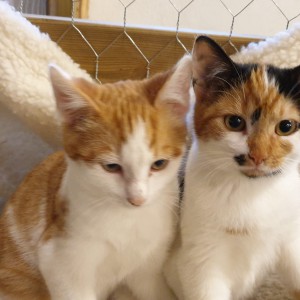 Teun en Fien, de boerderijkatten Katten