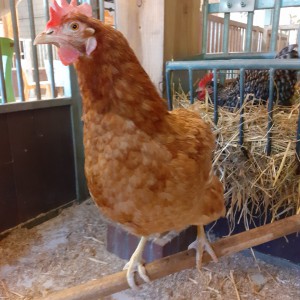 Haantje de voorste Kippen