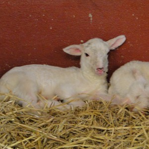 Lammetjes letten goed op Schaap