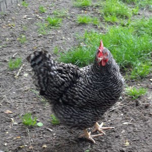 Lopen het liefst vrij buiten Kippen