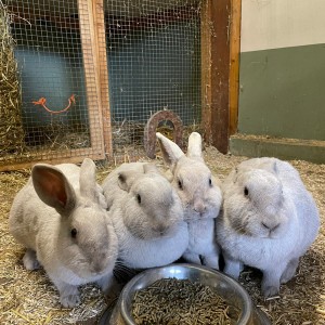 Ze letten goed op Konijn