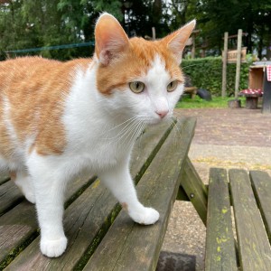 Fien klimt graag en is lekker actief op de boerderij Poes
