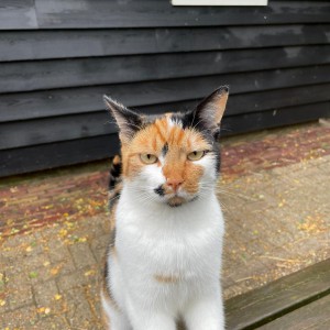 Teun is een knappe kerel Poes