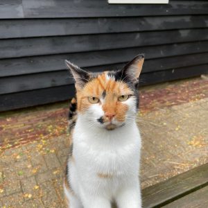 Poes