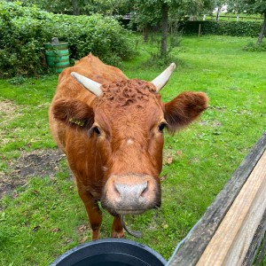 Ook heel nieuwsgireig Koeien