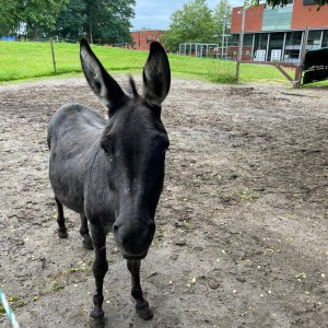 Bram is zijn naam Ezel