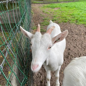 Het liefst in de wei Geit