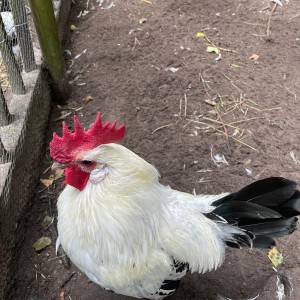 De haan die kraait Kippen