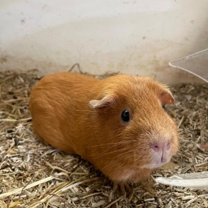 Een korthaar Cavia