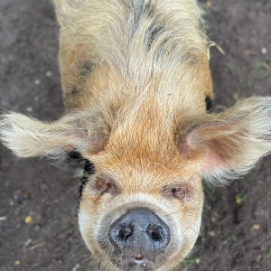 Een echt fotomodel Varken