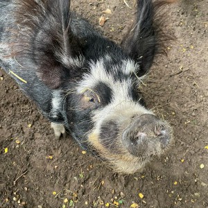 Veel aandacht Varken