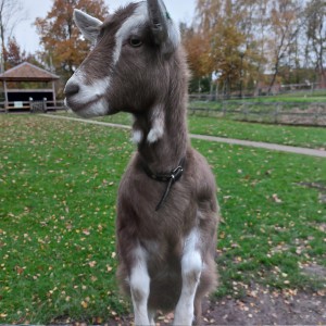 Heel nieuwsgierig Geit