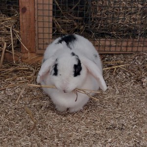 Genieten van een strootje Konijn