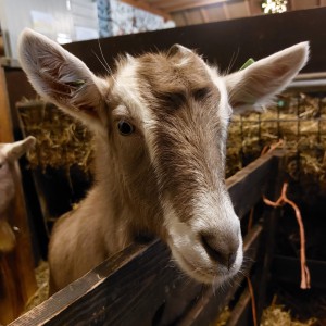 Op stal en heel nieuwsgierig Geit