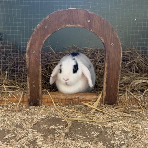 Heerlijk beschut in een hokje Konijnen