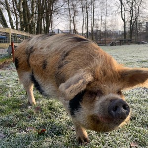Zijn vacht is stug en soms ook bont van kleur Varken
