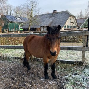 Paard