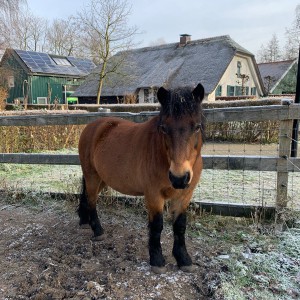 Brego is zijn naam en hij is heel lief Paard