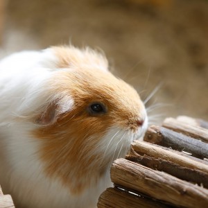 Altijd nieuwsgireig Cavia