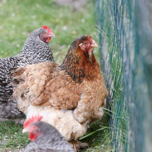 Hele mooie kleuren Kip