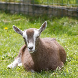 Lkker uitrusten Geit