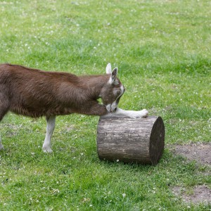 Ochtend gymnastiek Geit