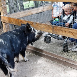 Ontmoet onze varkens Kennismaken met dieren