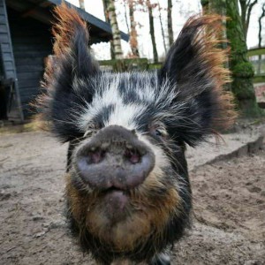 Pronken graag voor de camera Varkens