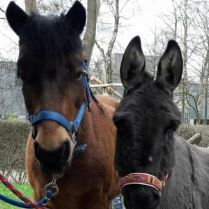 Wij kunnen heel goed samen leven Paard en ezel