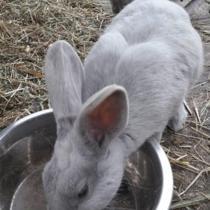 Lekker water drinken Konijn